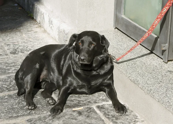 Dog on street.