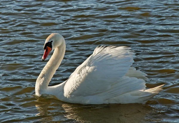 Cigno sull'acqua. — Foto Stock