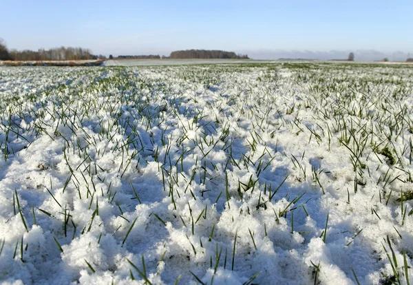 Sneeuw op het veld. — Stockfoto