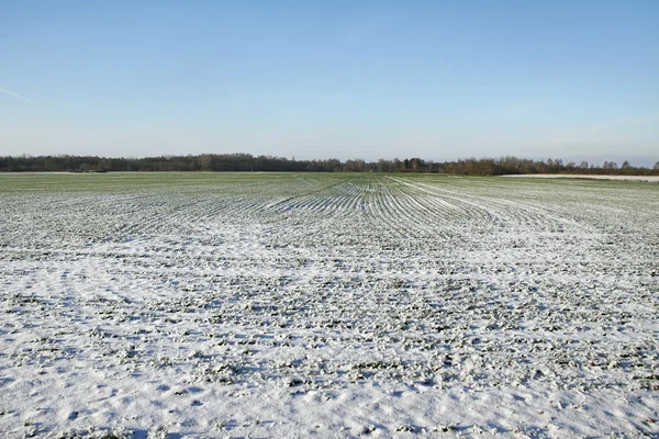 Schnee auf dem Feld. — Stockfoto