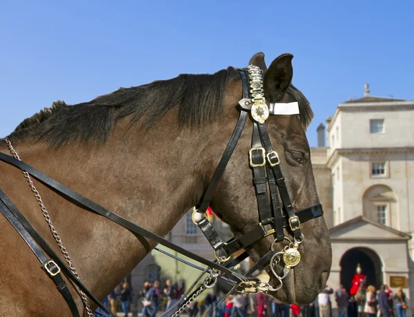 Horse at the horse guard parade. — Stock Photo, Image