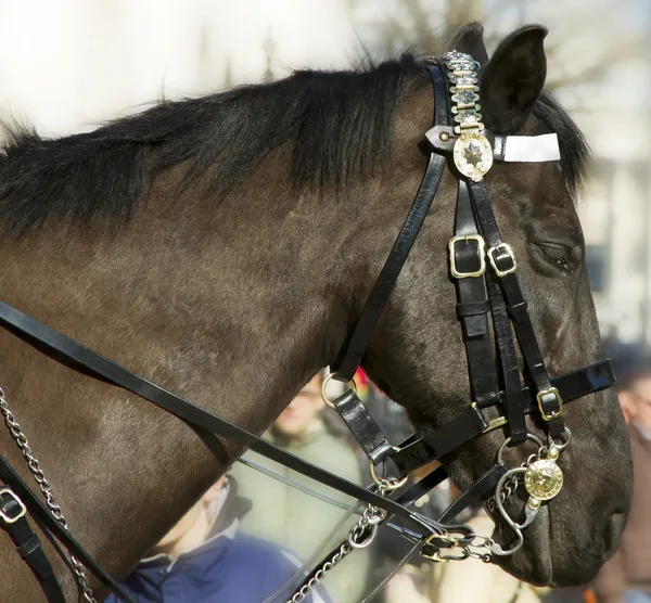 Paard op de paard bewaker parade. — Stockfoto