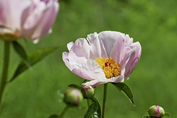 Peony bloemen. — Stockfoto