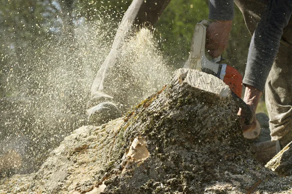 Man snijdt een omgevallen boom. — Stockfoto