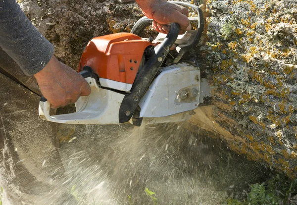 Man snijdt een omgevallen boom. — Stockfoto