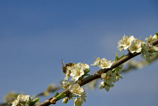 Včela pracovat na kvetoucí strom. — Stock fotografie