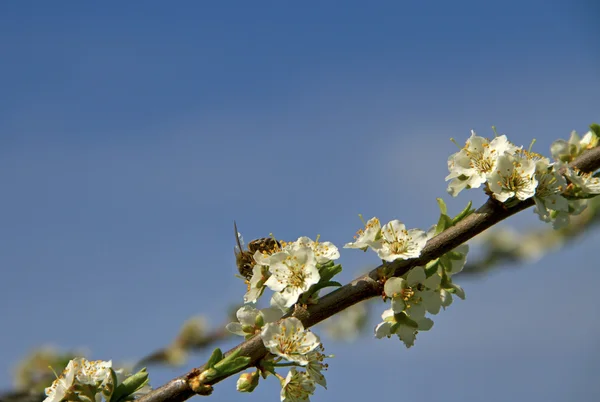 Abelha trabalhando na árvore de flores . — Fotografia de Stock