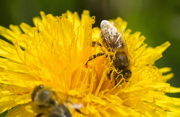 Two bees are working for honey. — Stock Photo, Image