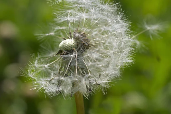 Grey dandelion with seeds. — Stock Photo, Image