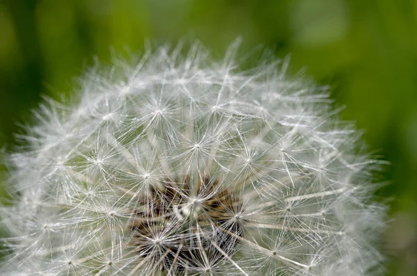 Grey dandelion with seeds. — Stock Photo, Image