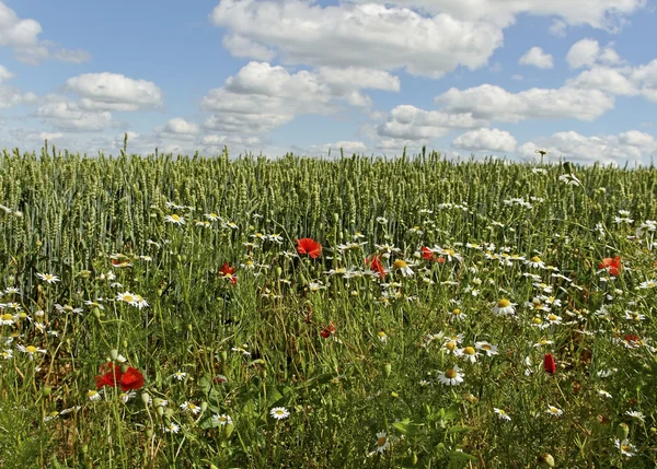 Weeds in a field. — Stock Photo, Image