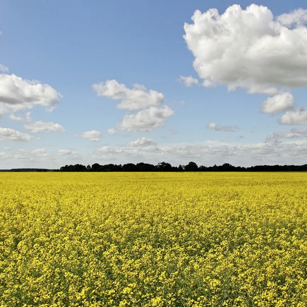 Raps fält. — Stockfoto