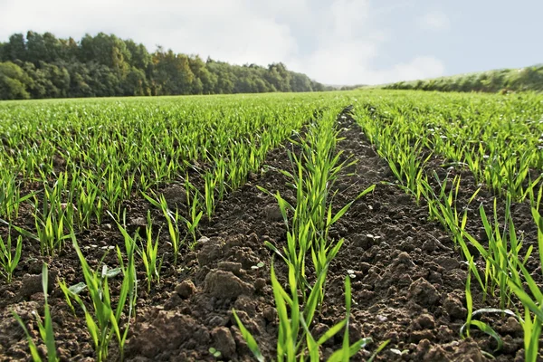 Young green wheat. — Stock Photo, Image