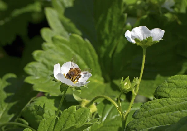 Včela na rostlin jahodníku. — Stock fotografie