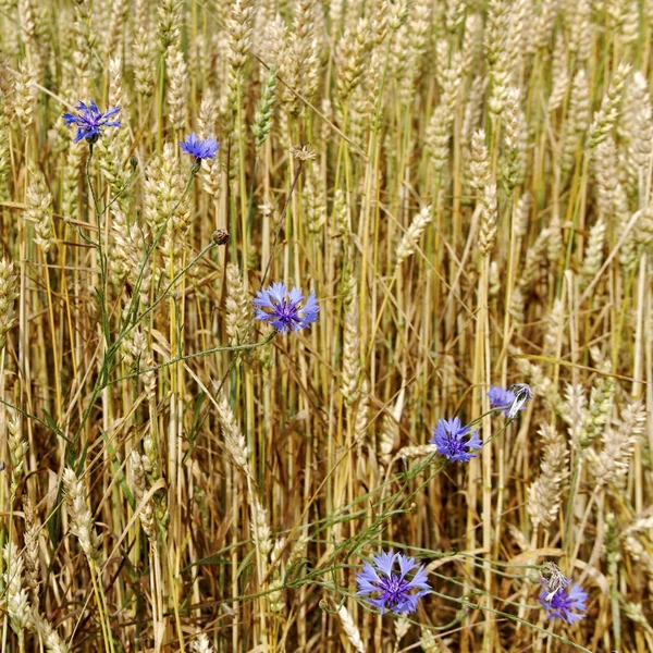 Grano maturo dorato in campo . — Foto Stock