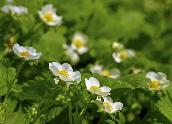 Aardbei bloei. — Stockfoto