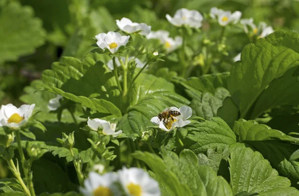 Pszczoła na sadzonki truskawek. — Zdjęcie stockowe