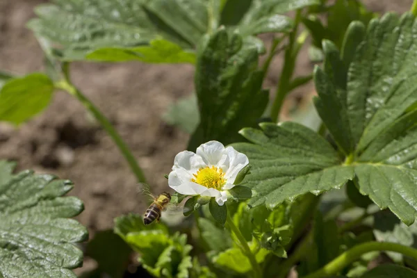Bee och strawberry växter. — Stockfoto