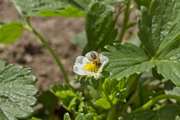 La abeja en las plantas de fresa . — Foto de Stock