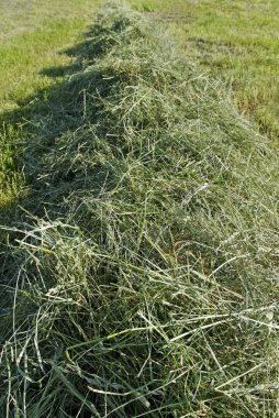 biçilmiş saman.