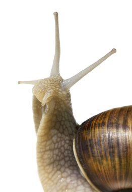 Wine snail. clipart