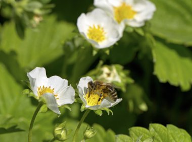 Çilekli tesisleri üzerinde arı.