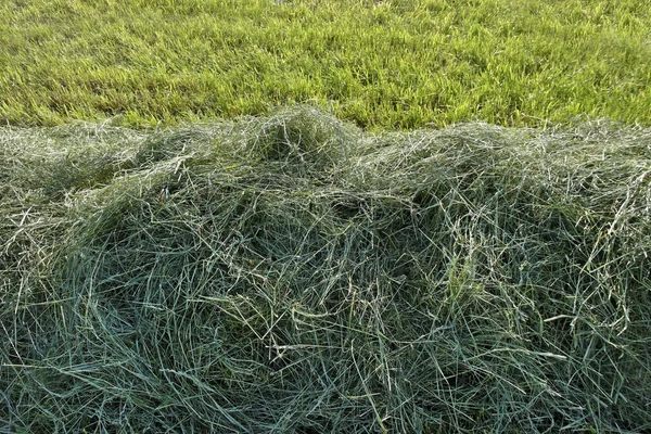 Mowed hay. — Stock Photo, Image