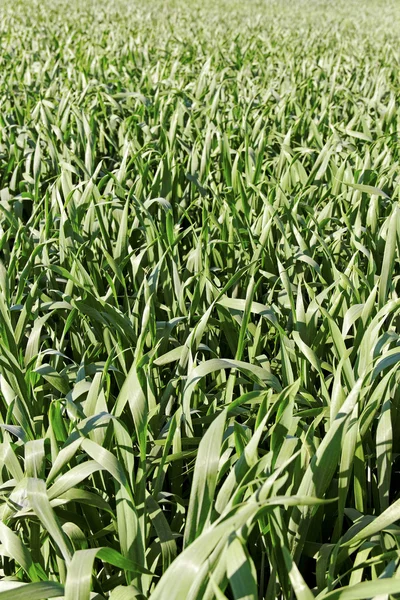 Weizenanbau. — Stockfoto