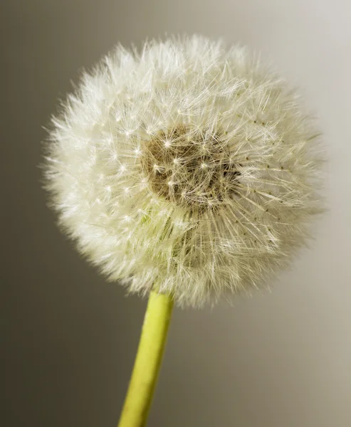 Grijze paardebloem. — Stockfoto