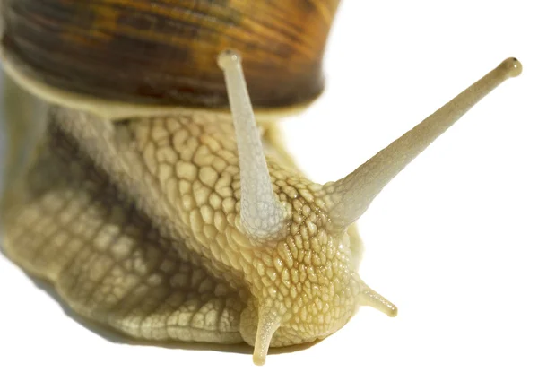 Weinschnecke. — Stockfoto