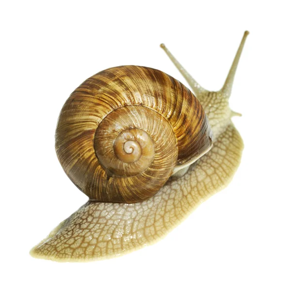 Caracol de vinho . — Fotografia de Stock