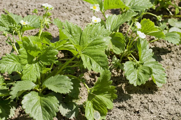 Krzaków truskawek i pieniądze. — Zdjęcie stockowe