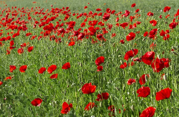 Papavers groeien in een veld. — Stockfoto