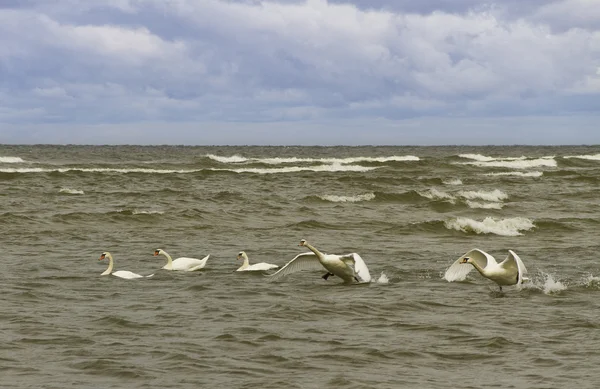 Aves en el agua. — Foto de Stock
