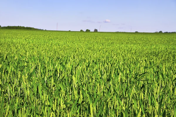 Ung grön vete. — Stockfoto