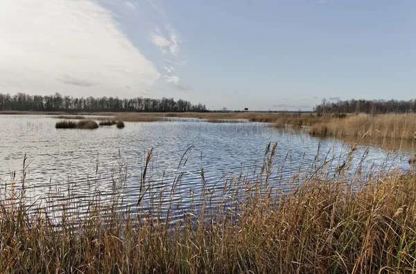 Lake wiith reeds. — Stock Photo, Image