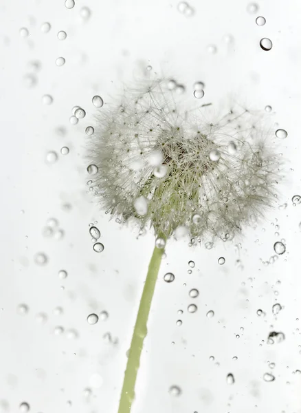 Diente de león de gotitas . —  Fotos de Stock