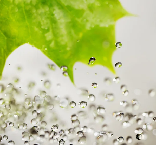 Folhas e gotas de água . — Fotografia de Stock