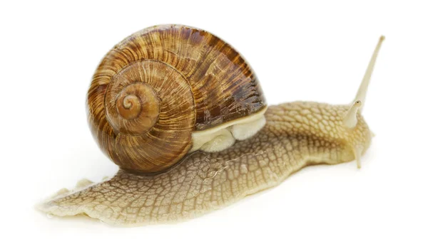 Caracol de vinho . — Fotografia de Stock