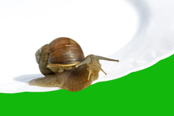 Caracol de vinho . — Fotografia de Stock