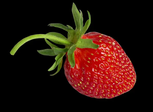 Ώριμα φράουλα. — Φωτογραφία Αρχείου