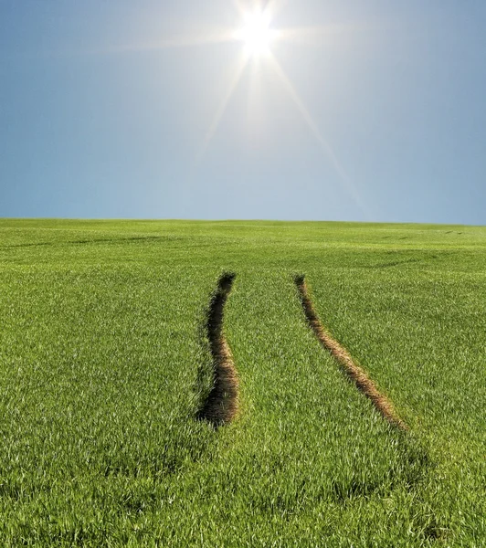 Auf dem Feld. — Stockfoto