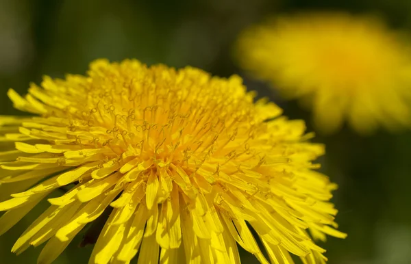 Yellow dandelions. — Stock Photo, Image