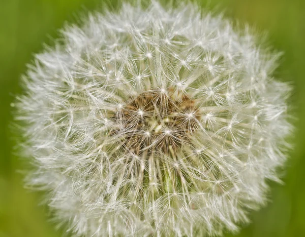 Head of fluffy dandelion. — Stock Photo, Image
