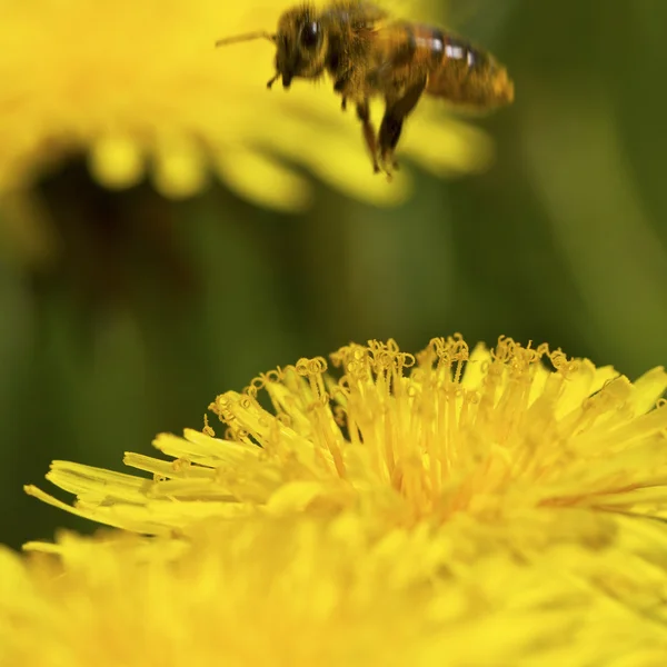 Small bee and dandelion. — Stock Photo, Image