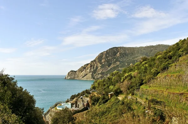 Vineyard at the sea. — Stock Photo, Image