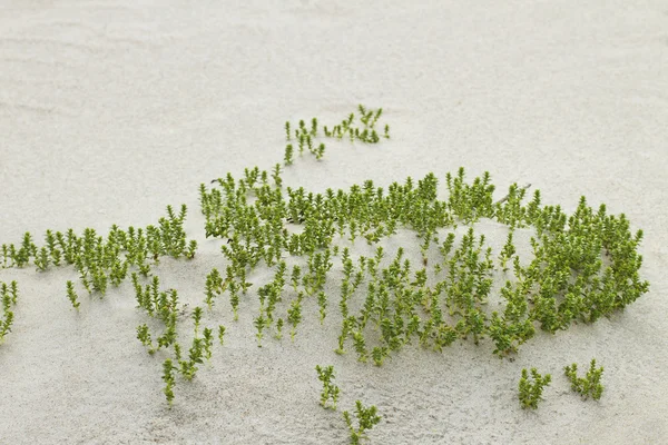 Green plant on sand. — Stock Photo, Image
