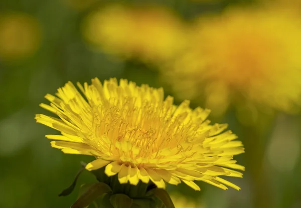 Yellow dandelions. — Stock Photo, Image