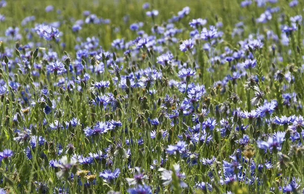 Weed on the field. — Stock Photo, Image