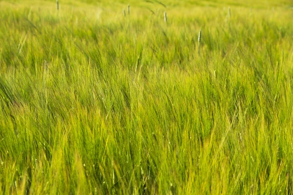 Grano en el campo . — Foto de Stock